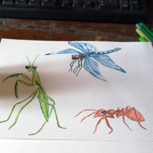 Faboola, tavole disegnate a mano: alcuni insetti